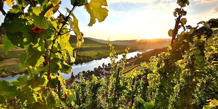 Discovering Bernkastel-Kues