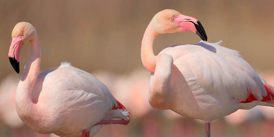 Admiring the scenery of the Camargue Delta