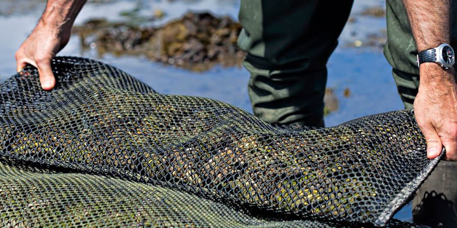 Tasting the shellfish of Étang de Thau